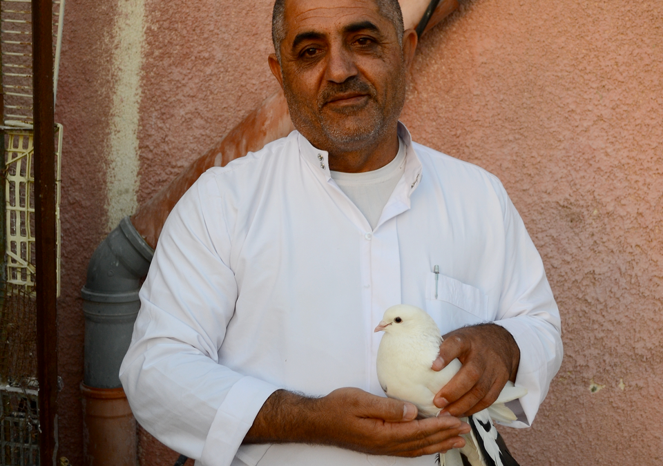 Palestine, juillet 2014 – Le 14 juillet à As Samu’, une colombe est tombée